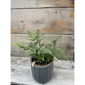 🪴綠植田園🪴兔腳蕨/3寸盆/觀葉植物/蕨類植物