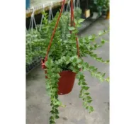 東大興農場 百萬心  斑葉百萬心 3寸吊盆 觀賞盆栽觀葉植物 室內植物 吊掛植物