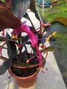 ╭＊田尾玫瑰園＊╯觀葉植物-(黃金鶴)高25cm200元