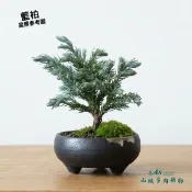 🔥滿額免運🔥藍柏 小品柏樹 柏樹盆栽 桌上植物 辦公室風水推薦 植物美學 AS山城多肉植物農場
