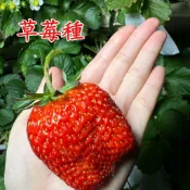 【台灣四季草莓種子 多品種】家用盆栽 大棚種植 陽台果園 自種水果 奶油草莓 珍珠草莓 可食用 觀賞盆栽 種子小舖