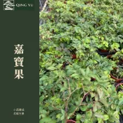 【青嶼】嘉寶果 3吋小苗｜樹葡萄｜果樹苗木｜幹生花果｜可食果樹｜盆栽地植｜庭園果樹