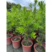 李家果苗 蘭嶼羅漢松 羅漢松 6吋盆 景觀樹 高度40-50公分 特價140元 超商最多寄2棵