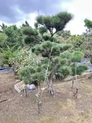 真柏|黑松|羅漢松|龍柏 批發/零售 歡迎私訊預約遊園參觀	NT$20,000