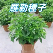 【羅勒種子】四季易種陽台盆栽 香料植物 新鮮現貨 爆盆容易 家庭菜園 廚房香草 可食用 居家種植 耐病蟲 高發芽高