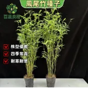 鳳尾竹種子 觀音竹種子 蓬萊竹種子 米竹 台灣原生種 叢生竹 庭院綠籬 盆栽竹 禾本科 細葉竹 室內植物 辦公室小盆栽
