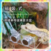 ★爬蟲新樂園★[台灣現貨]磁吸式樹棲單格玻璃食水盆 樹棲食盆 水盆 樹棲爬蟲 睫角 蓋勾亞 巨人守宮 強力吸附 易清洗