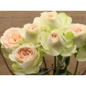 《帕芙洛娃》日本切花玫瑰 豐花灌木 四季豐花 玫瑰 薔薇 月季 綠玫瑰 切花月季 三寸半花苗