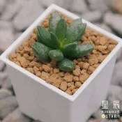 【星辰多肉】松蟲天章    三吋 穩根連盆寄送。多肉植物，療癒，觀葉，多肉。(寄送易掉葉，請先看商品描述，可接受再購買)
