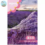 【原廠包裝】英國/法國薰衣草種子(Lavender)0.5克裝 室內香草盆栽 助眠舒壓 香包DIY 療癒陽台花園