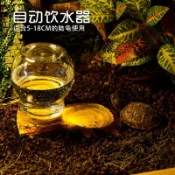 陸龜爬蟲水盆蜥蜴自動飲水機喝水輻射爬寵綠鬣蜘蛛蛇樹蛙食盆水盤爬寵 飲水機小型 自動餵水器 兩棲爬蟲飲水器 寵物喝水