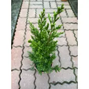 檀香柏｜5吋盆～多年生常綠喬木⋯