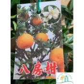 🌸植plant&flower～八房柑  日系果樹盆栽