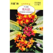 種子王國 馬利筋 【花卉種子】 (蝴蝶採食蜂蜜的主要來源)天星牌 彩色包裝 原包裝種子 家庭園藝 小包裝種子