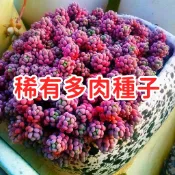 【稀有多肉種子】混合品種 仙人掌 石蓮花 生石花 肉肉植物 室內盆栽 迷你盆栽 療癒小物 適合新手 陽台窗台 種植樂趣