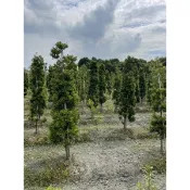 草農媳婦周小姐 羅漢松 柱型 圍籬樹（請勿下單）