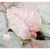 芙菈朵森林 小紅莓合果芋  3吋盆 觀葉植物 室內植物 綠化植物