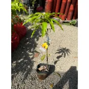 華順農園 / 四季蜜芒果嫁接苗 水果苗