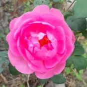 玫瑰花苗 （雲雀）月季 薔薇 玫瑰花 3~4吋盆