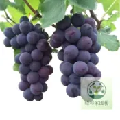 （快速出貨）🍇葡萄種籽大全 四季種植 陽台庭院盆栽 葡萄種籽 四季種植水果種  紅提 巨峰葡萄 美國青提 黑加侖葡萄種籽