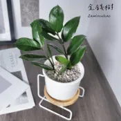 原植｜植物｜金錢樹．進財樹．招財植物．觀葉植物．室內植物·開幕禮·發財·新居落成