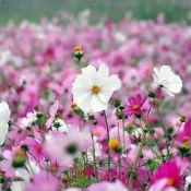 森禾|【🌼波斯菊種子】混色/粉色/白色/玫紅/黃色/橙色/紫色等多款可選 新手易種 陽台盆栽 庭院花海 格桑花種子
