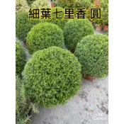 霏霏園藝   七里香特價種原價3500元特價一棵900元高度60公分寬40公分