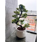Tens Design｜造型羅漢松｜陽台盆栽｜水磨石｜專人到府移植