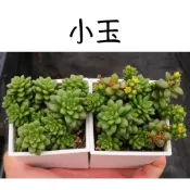 ❁採花❁ 小玉-多肉植物/療癒盆栽/園藝