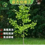 銀杏種子 白果 公孫樹 活化石 鴨掌樹 扇子樹 盆栽樹 庭院樹 景觀樹 秋天黃葉 銀杏苗 耐寒樹種 陽台可種 發財樹