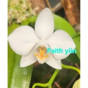 🌟台灣原生種蝴蝶蘭  大武阿婆 Phal. aphrodite “大旭谷“✨️2.5吋 分生苗