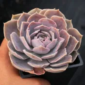 ❁採花❁ 紙風車x莎薇娜-多肉植物/療癒盆栽/園藝
