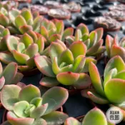 一吋迷你盆【金色光輝】多肉植物|多肉|景天科｜療癒小物| 組盆|綠手指必備|［Xuan肉園］