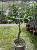【盛宏茶花】茶花品種︱BC嫁接茶花︱冬戀BC511-2