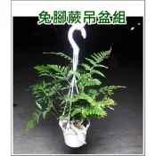 〈柯比植物園〉蕨類植物 觀葉植物。兔腳蕨 ~~有效淨化空氣的室內植物~吊盆組
