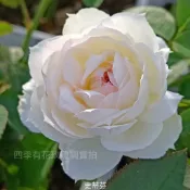 史蒂芬城堡 陽台豐花 大花 短枝開花《四季有花玫瑰園》玫瑰苗 玫瑰盆栽 嫁接樹玫瑰 月季棒棒糖