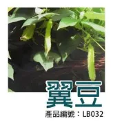 *滿1200免運*【LB032】DIY種子栽種 成就滿滿~翼豆(楊桃豆)【園丁花圃】