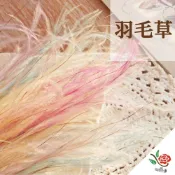 (店+)仙氣 羽毛草 羽毛 極度花燥 花材 配花 永生花 乾燥花 不凋花 滿天星 畢業季 畢業 七夕 情人節