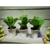 【samgreen♥️琴葉榕🌲】3吋白高盆+水盤/室內盆栽/長青翠綠