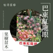 植得｜巴東紅龍眼 果樹苗｜少見紅果龍眼｜高甜多汁｜庭院果樹盆栽