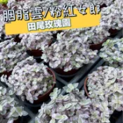 田尾玫瑰園 l 胭脂雲、粉紅女郎Pink lady【三吋盆 高度約5公分】室內植物 觀葉植物 高觀賞價值 辦公室植物