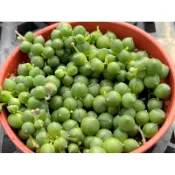 【多肉好好買】綠之鈴 佛珠 多肉植物 現貨