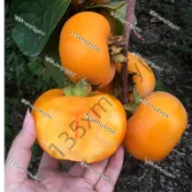 現貨 柿子種子（50粒） 柿籽 甜柿 澀柿 牛心柿 紅柿水果種子 落葉果樹 庭院樹木 盆栽果樹 家庭果園 多年生水果種子