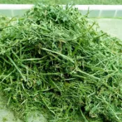 【青禾寵物牧草】乾淨無雜質天然牧草 燕麥草甜小麥草提摩西一割二割百慕達苜蓿全類型寵物畜禽 牛羊馬兔子龍貓豚鼠陸龜