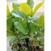 東大興農場 大葉欖仁樹3 寸盆 觀賞盆栽 觀葉植物
