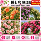 台灣現貨🌹【爬藤玫瑰花苗】🌹 基地直發 香水爬藤薔薇花苗藤本月季 四季種植爬藤大花月季攀援圍墻植物耐寒易種易活超好養