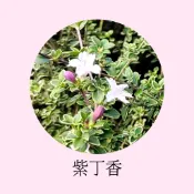 [碧路蘭旅]紫丁香 3吋盆  無花植株 盆栽 綠化 造景圍籬 觀葉 斑葉 花卉