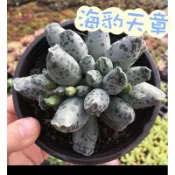 🌵✧植得栽✦【海豹天章】天章屬/天章/多肉/多肉植物/紅苦瓜/陽台植物/園藝/療癒小物