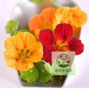 【可食用的花】旱金蓮種子｜陽台垂吊花海 葉似蓮花｜涼拌沙拉超美｜花期長 新手輕鬆爆盆｜附懶人種植法｜現貨