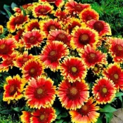 現貨 天人菊種子 下30粒發50粒 菊花種子大全 太陽菊 萬壽菊 波斯菊 四季播種 耐寒耐熱 陽台庭院盆栽 花卉種子